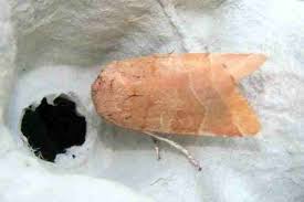 Attēlu rezultāti vaicājumam “Noctua fimbriata larva”