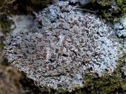 Attēlu rezultāti vaicājumam “Bilimbia tetramera”