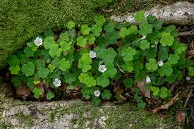 Attēlu rezultāti vaicājumam “Oxalis acetosella leaf”