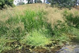 Attēlu rezultāti vaicājumam “Glyceria maxima”