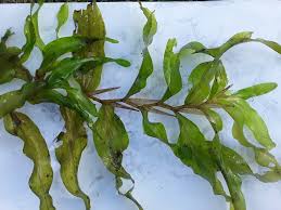 Attēlu rezultāti vaicājumam “Potamogeton praelongus”