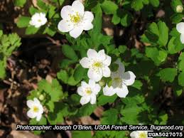 Attēlu rezultāti vaicājumam “Isopyrum thalictroides flower”