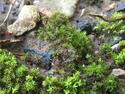 Attēlu rezultāti vaicājumam “Bryum pallens”