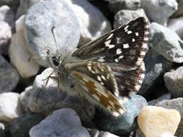 Attēlu rezultāti vaicājumam “Pyrgus serratulae underside”