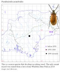 Attēlu rezultāti vaicājumam “Pseudocistela ceramboides”