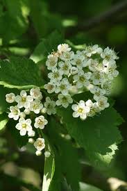 Attēlu rezultāti vaicājumam “Crataegus chlorosarca”