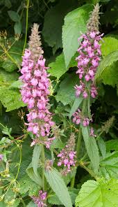 Attēlu rezultāti vaicājumam “Stachys palustris leaf”