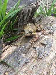 Attēlu rezultāti vaicājumam “Rana temporaria adult”