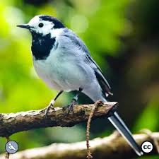 Attēlu rezultāti vaicājumam “Motacilla alba adult”