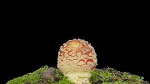 Attēlu rezultāti vaicājumam “Lamproderma ovoideum macro”