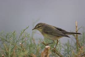 Attēlu rezultāti vaicājumam “Phylloscopus trochilus”