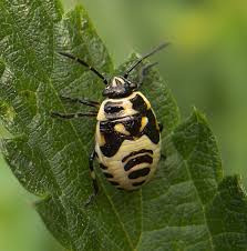 Attēlu rezultāti vaicājumam “Eurydema dominulus”