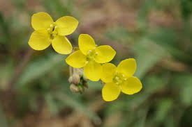 Image result for Diplotaxis tenuifolia