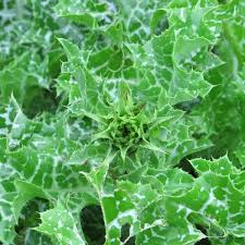 Image result for Silybum marianum