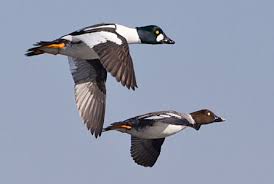 Attēlu rezultāti vaicājumam “Bucephala clangula”