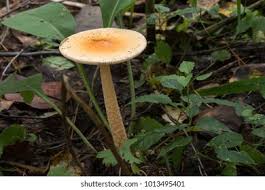 Attēlu rezultāti vaicājumam “Amanita crocea”