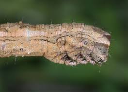 Attēlu rezultāti vaicājumam “Crocallis elinguaria larva”