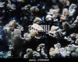 Attēlu rezultāti vaicājumam “Hypocenomyce scalaris”