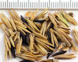 Attēlu rezultāti vaicājumam “Elytrigia repens”