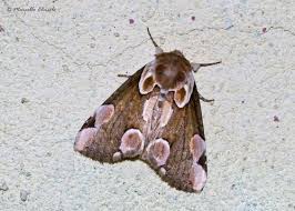 Attēlu rezultāti vaicājumam “Thyatira batis imago”