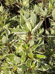 Attēlu rezultāti vaicājumam “Cornus alba”