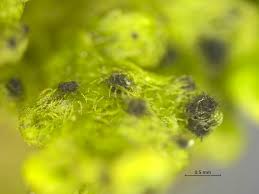 Attēlu rezultāti vaicājumam “Tortula lingulata”