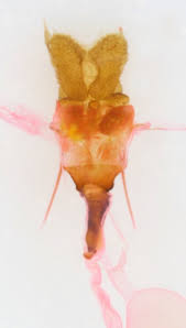 Attēlu rezultāti vaicājumam “Archips podana female”