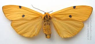 Attēlu rezultāti vaicājumam “Lithosia quadra female”