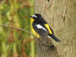 Attēlu rezultāti vaicājumam “Muscicapidae”