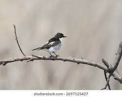 Attēlu rezultāti vaicājumam “Ficedula hypoleuca male”