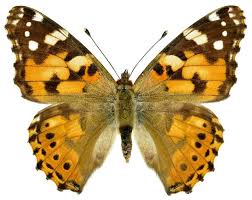 Attēlu rezultāti vaicājumam “Vanessa cardui upperside”