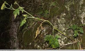 Attēlu rezultāti vaicājumam “Conioselinum tataricum”