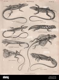 Attēlu rezultāti vaicājumam “Reptilia”