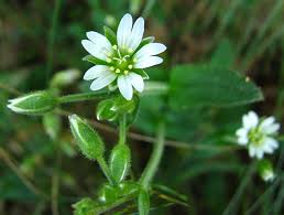 Attēlu rezultāti vaicājumam “Cerastium holosteoides fruit”