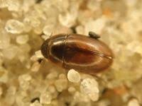 Attēlu rezultāti vaicājumam “Enochrus affinis”