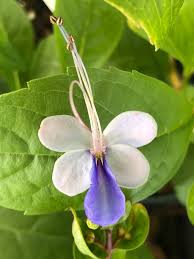 Attēlu rezultāti vaicājumam “Tubifera montana young”