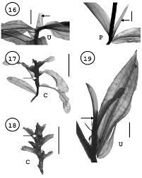 Attēlu rezultāti vaicājumam “Potamogeton praelongus leaf”