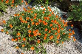 Attēlu rezultāti vaicājumam “Helianthemum x hybridum”