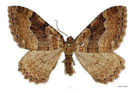 Attēlu rezultāti vaicājumam “Hydria cervinalis”