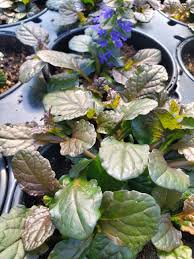 Attēlu rezultāti vaicājumam “Ajuga reptans bud”