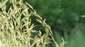 Attēlu rezultāti vaicājumam “Carex appropinquata leaf”