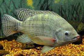 Image result for ikan