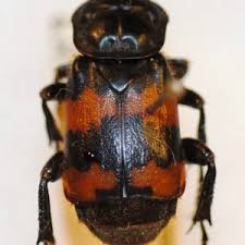 Attēlu rezultāti vaicājumam “Nicrophorus investigator imago”