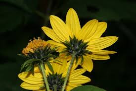 Attēlu rezultāti vaicājumam “Helianthus tuberosus flower”
