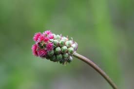 Attēlu rezultāti vaicājumam “Sanguisorba officinalis bud”