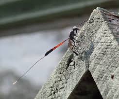 Attēlu rezultāti vaicājumam “Gasteruption jaculator imago”