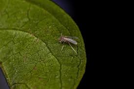 Attēlu rezultāti vaicājumam “Nematocera”