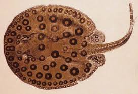 Image result for Styracura pacifica