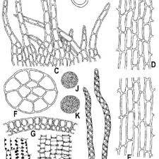 Attēlu rezultāti vaicājumam “Blepharostoma trichophyllum sporophyte”