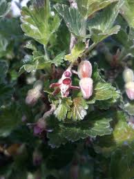 Attēlu rezultāti vaicājumam “Ribes uva-crispa flower”